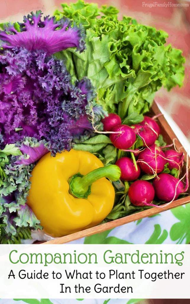 Vegetables from the backyard garden in a container