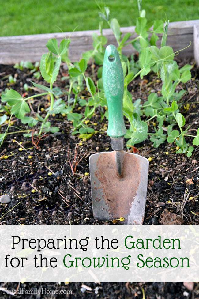 What do you do to prepare your garden for the new season? a shovel with peas groing in the background.