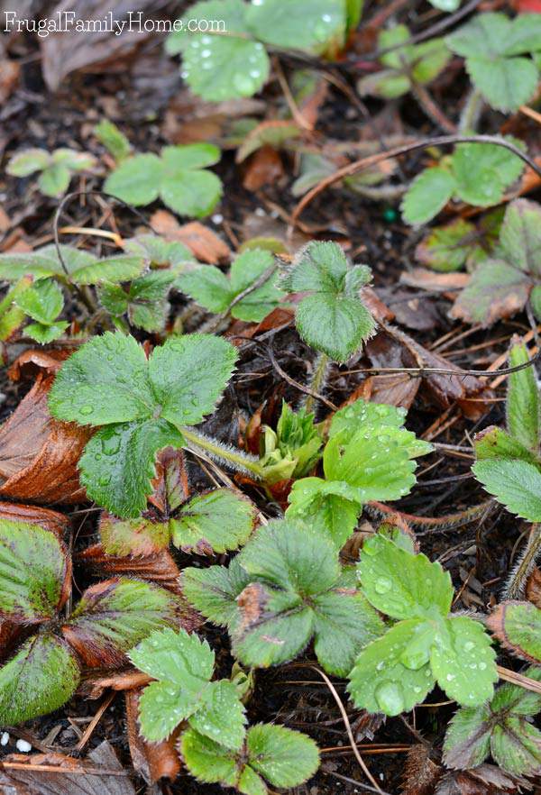  What do you do to prepare your garden for the new season? I have a few things I do each year and a new technique I’m trying for this year in our vegetable garden. I’m also sharing how I prepare our flower beds for the new season too.