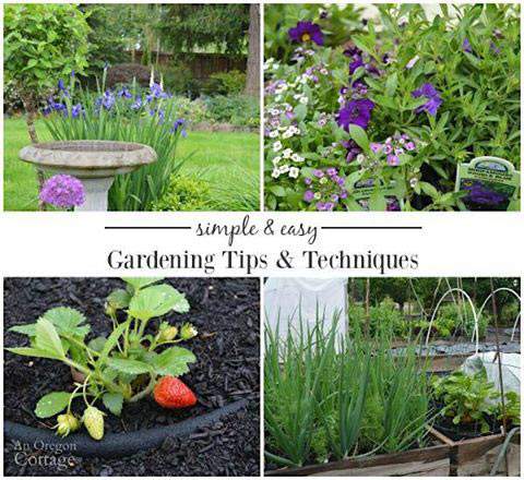 Gardening tips and techniques