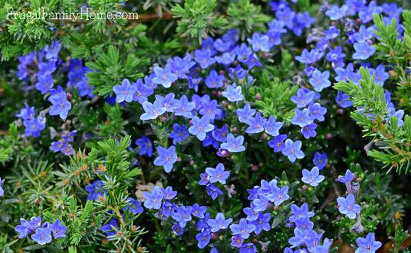 I love spring flowers and I have a few favorites. If you live in the Pacific NW you might try adding a few of these flowers to your garden.