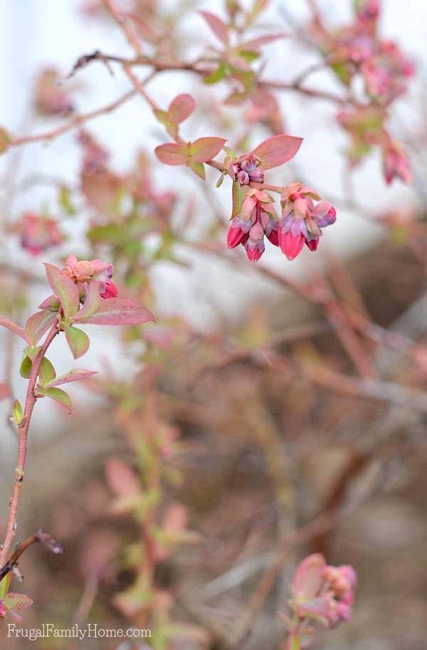 I love spring flowers and I have a few favorites. If you live in the Pacific NW you might try adding a few of these flowers to your garden.