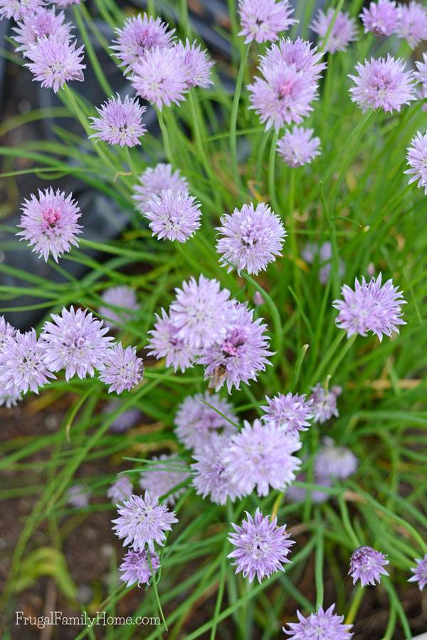 I love spring flowers and I have a few favorites. If you live in the Pacific NW you might try adding a few of these flowers to your garden.