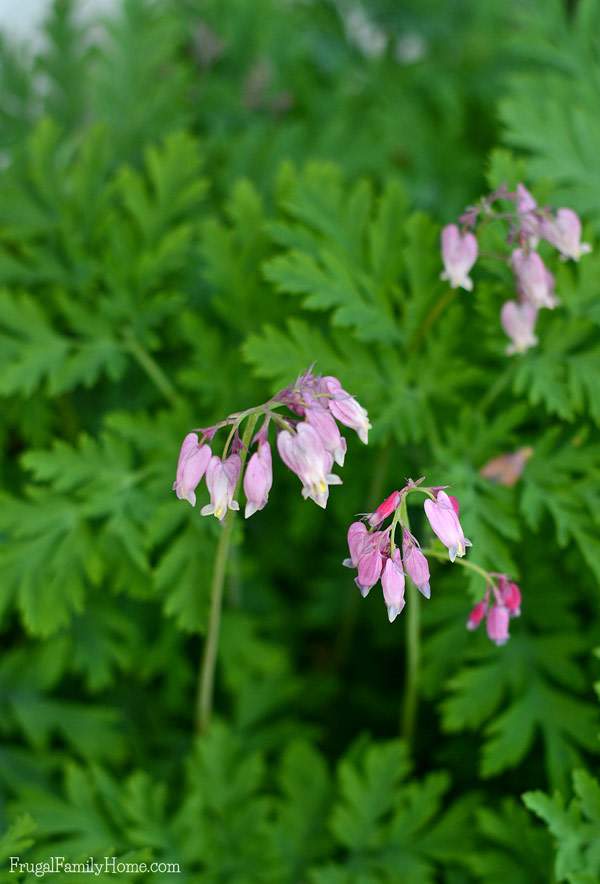 I love spring flowers and I have a few favorites. If you live in the Pacific NW you might try adding a few of these flowers to your garden.