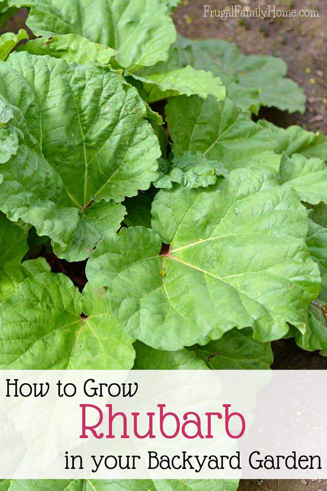 Rhubarb can be a wonderful addition to your backyard garden. It's fairly easy to grow especially in the cooler climates. Here're all the tips you need to know to help your rhubarb plant thrive in your backyard garden.