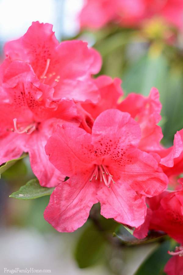 I love spring flowers and I have a few favorites. If you live in the Pacific NW you might try adding a few of these flowers to your garden.