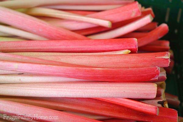 Rhubarb can be a wonderful addition to your backyard garden. It's fairly easy to grow especially in the cooler climates. Here're all the tips you need to know to help your rhubarb plant thrive in your backyard garden.