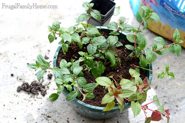 You can really save a bunch of money by making your own flowering hanging baskets. Save money by making your own hanging basket and have wonderful flowers to enjoy all season for less. 