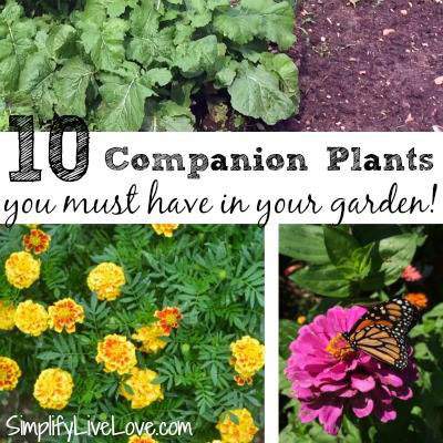 Companion plant gardening tips. 