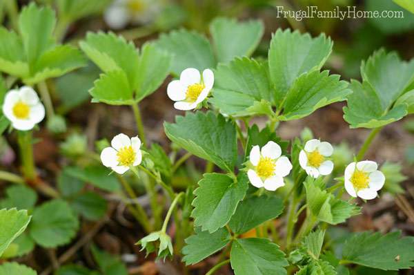 I love spring flowers and I have a few favorites. If you live in the Pacific NW you might try adding a few of these flowers to your garden.