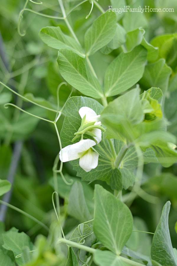 I love spring flowers and I have a few favorites. If you live in the Pacific NW you might try adding a few of these flowers to your garden.