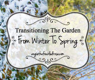 Transitioning the garden from winter to spring