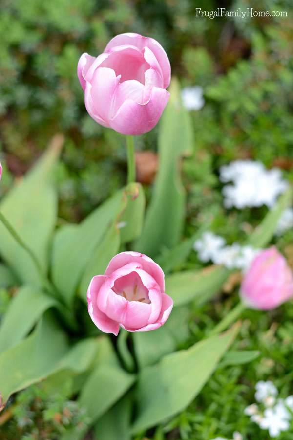 I love spring flowers and I have a few favorites. If you live in the Pacific NW you might try adding a few of these flowers to your garden.