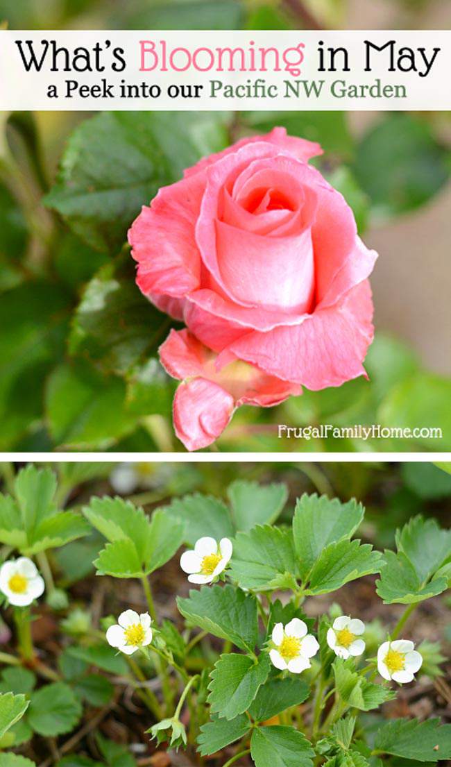 The Blooms We’re Enjoying This Month in the Garden