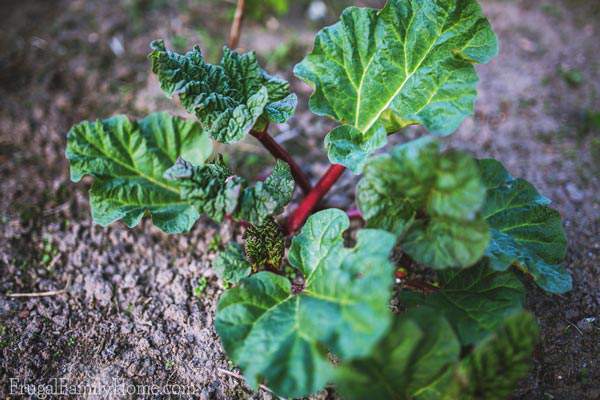 Rhubarb can be a wonderful addition to your backyard garden. It's fairly easy to grow especially in the cooler climates. Here're all the tips you need to know to help your rhubarb plant thrive in your backyard garden.
