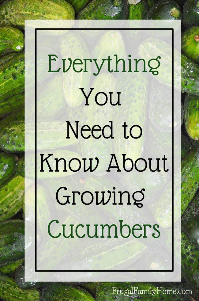 https://frugalfamilyhome.com/wp-content/uploads/2016/05/Everthing-You-Need-to-Know-about-Growing-cucumbers.jpg