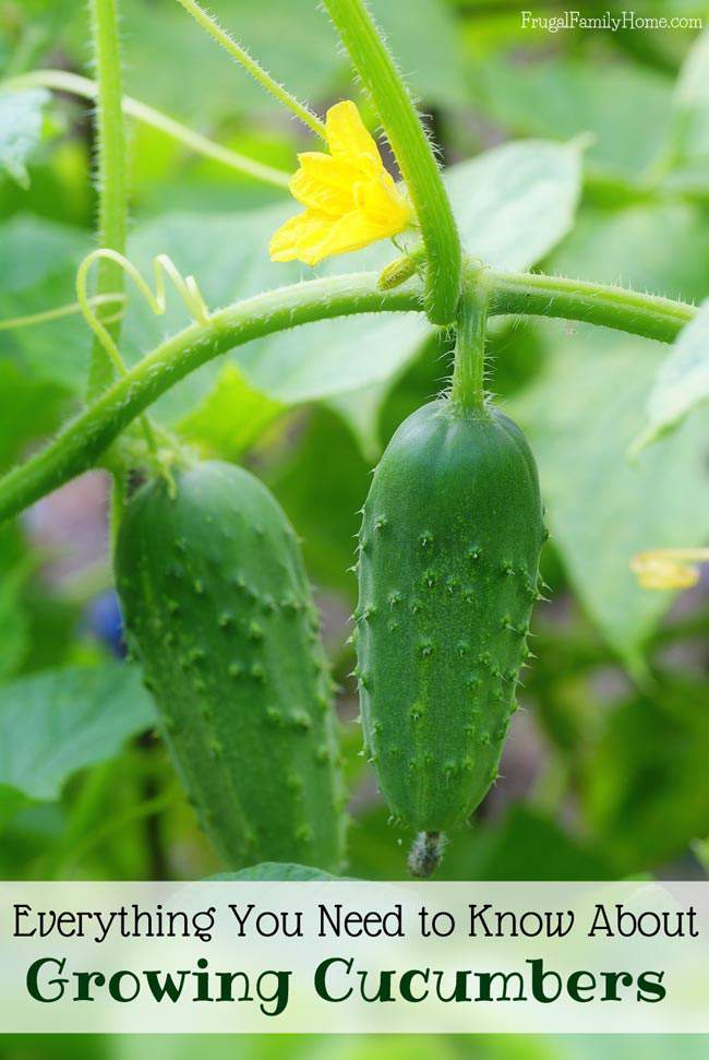 Want to grow cucumbers in your garden? I know I'll be using these gardening tips for growing cucumbers in my own garden. I love that you can grow cucumbers in containers or vertically on a trellis to conserve space. This is everything you need to know for growing cucumbers from seed to harvest.