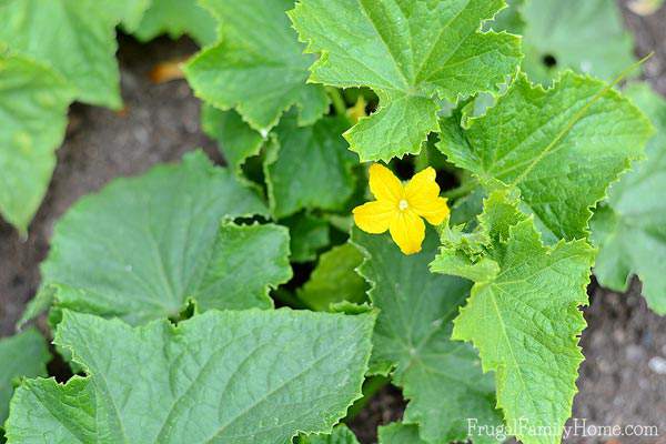 Want to grow cucumbers in your garden? I know I'll be using these gardening tips for growing cucumbers in my own garden. I love that you can grow cucumbers in containers or vertically on a trellis to conserve space. This is everything you need to know for growing cucumbers from seed to harvest.