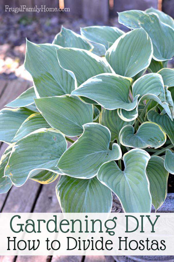 Gardening DIY, How to Divide Hostas Frugal Family Home