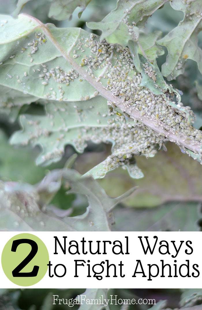 Two Natural Ways to Combat Aphids in the Garden That Really Work