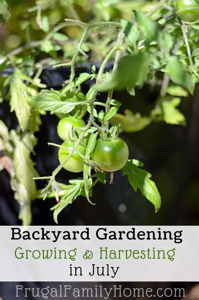  You can grow quite a bit in a small backyard garden. We've harvested lots of vegetables and more from our this past month and here's what growing this month too. 