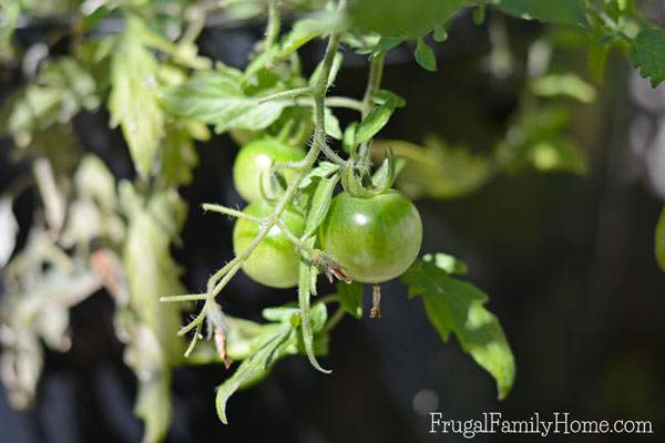  You can grow quite a bit in a small backyard garden. We've harvested lots of vegetables and more from our this past month and here's what growing this month too. 