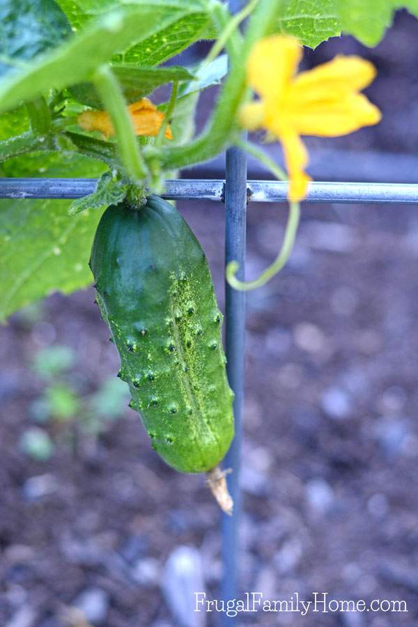  You can grow quite a bit in a small backyard garden. We've harvested lots of vegetables and more from our this past month and here's what growing this month too. 