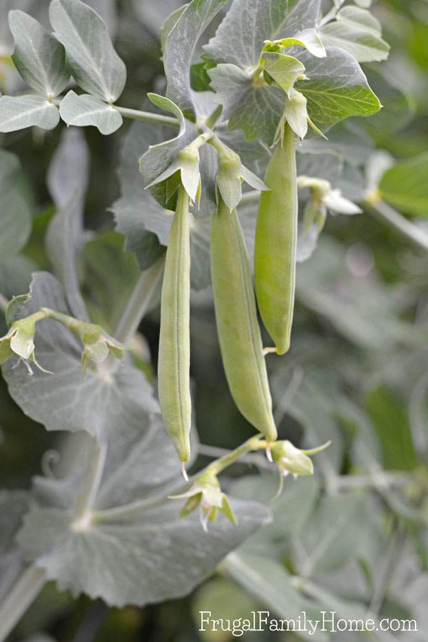  You can grow quite a bit in a small backyard garden. We've harvested lots of vegetables and more from our this past month and here's what growing this month too. 