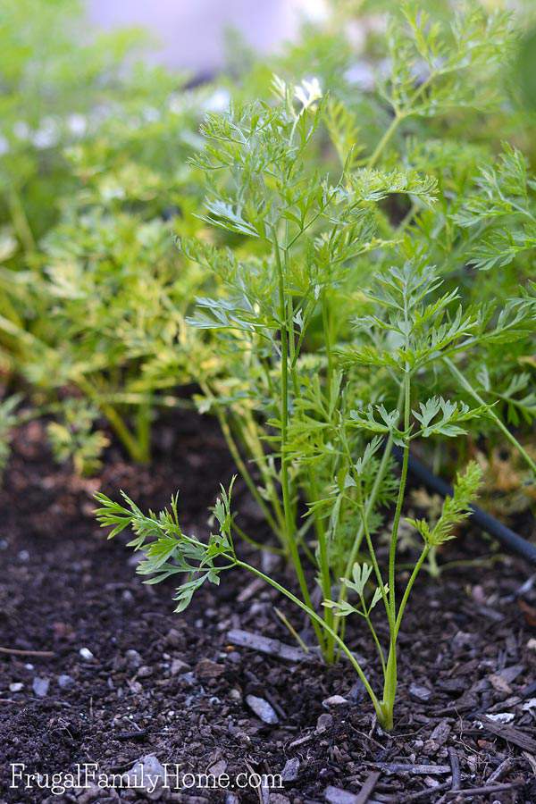 Growing carrots in the garden doesn’t have to be hard. This gardening guide is everything you’ll need to know for how to grow carrots in your own garden. You can start them from seed, grown them in raised beds or in containers. You just need the right soil for the plants. There're even suggestions on how to preserve your carrot harvest for later use. I didn’t realize why carrots can split but now I know. 