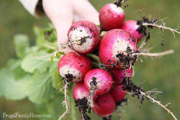 Did you know you can plant vegetables in the garden for a fall harvest? I know I like to extend my garden season and planting for a fall garden is a great way to do just that. Fall gardening is a little different than spring gardening but you can grow quite a few vegetables. I’m sharing the 5 plants I’m adding to my fall garden this year. As well as fall gardening ideas and planting tips. Come see how to grow a fall garden.