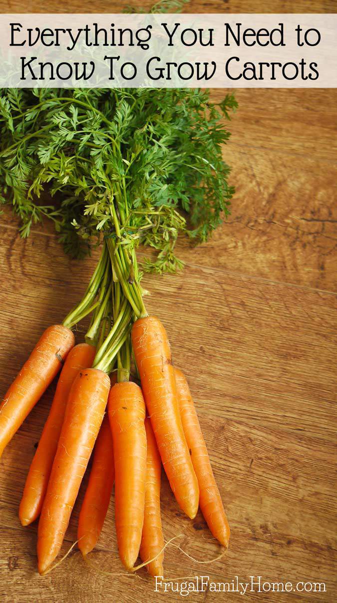 How to Grow Carrots, A Backyard Gardening Guide