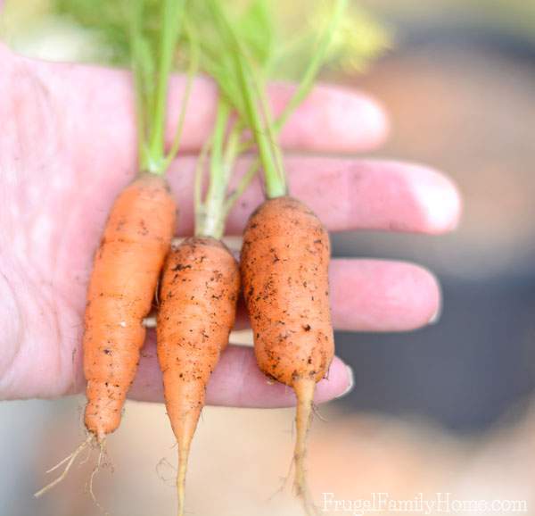 Growing carrots in the garden doesn’t have to be hard. This gardening guide is everything you’ll need to know for how to grow carrots in your own garden. You can start them from seed, grown them in raised beds or in containers. You just need the right soil for the plants. There're even suggestions on how to preserve your carrot harvest for later use. I didn’t realize why carrots can split but now I know. 