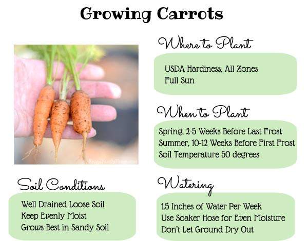 Growing carrots in the garden doesn’t have to be hard. This gardening guide is everything you’ll need to know for how to grow carrots in your own garden. You can start them from seed, grown them in raised beds or in containers. You just need the right soil for the plants. There're even suggestions on how to preserve your carrot harvest for later use. I didn’t realize why carrots can split but now I know. 