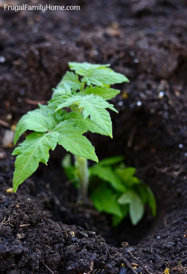 I grow tomatoes each year in the garden. Some years are better than others but with these tips, I’m sure to have a bumper crop each year. There are simple ideas for how to care for your tomatoes whether they be in buckets, pots, or in the garden. These tips would be great for beginners too. I know I love to have tomatoes growing in the garden and with these tips for growing tomatoes I know mine will really do well.