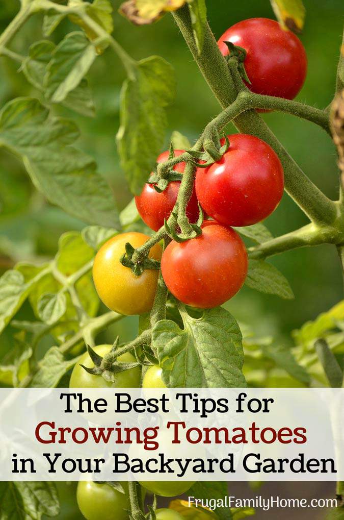 The Best Tips For Growing Tomatoes In Your Backyard Garden   Tips For Growing Tomatoes Banner 