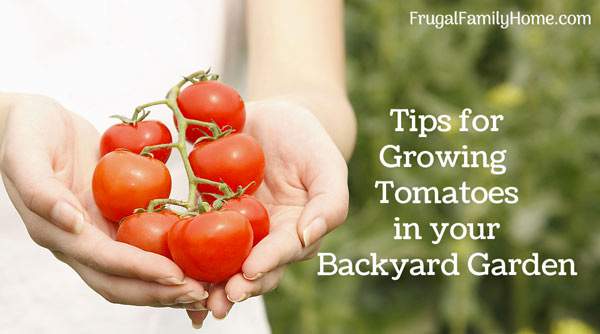 Tips-for-growing-tomatoes-in-your-garden-FB