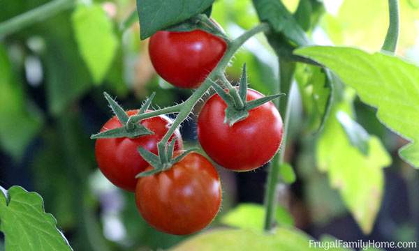 I grow tomatoes each year in the garden. Some years are better than others but with these tips, I’m sure to have a bumper crop each year. There are simple ideas for how to care for your tomatoes whether they be in buckets, pots, or in the garden. These tips would be great for beginners too. I know I love to have tomatoes growing in the garden and with these tips for growing tomatoes I know mine will really do well.