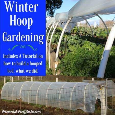 how to use a hoop cover to garden into the winter. 