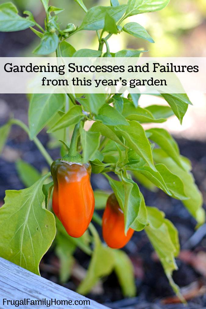 The Successes and Failures of This Year’s Garden