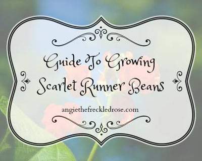 Growing-Scarlet-Runner-Beans