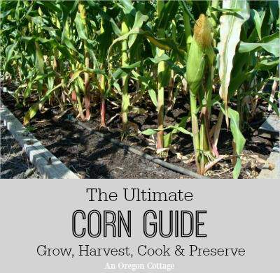 How to Grow Corn