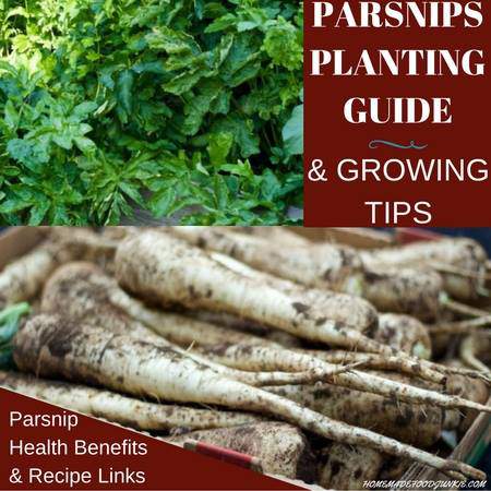 How to Grow Parsnips.