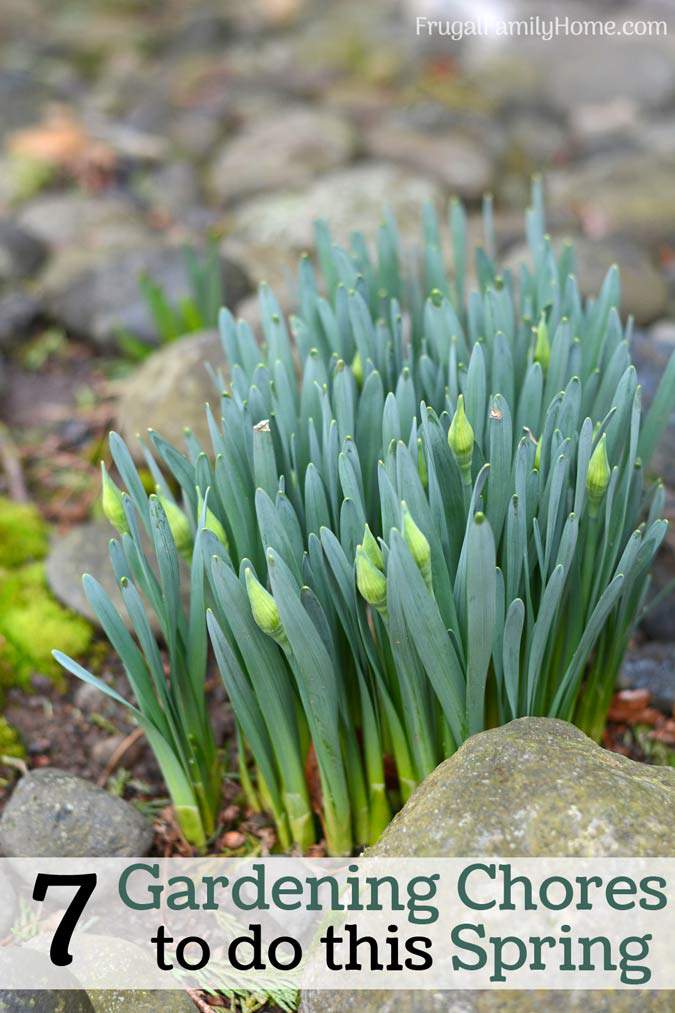 7 Spring Gardening Chores to get your garden off to a great start. I can’t wait for it to dry out so I can do #5.