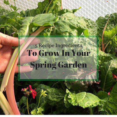 Ingredients to grow in your garden