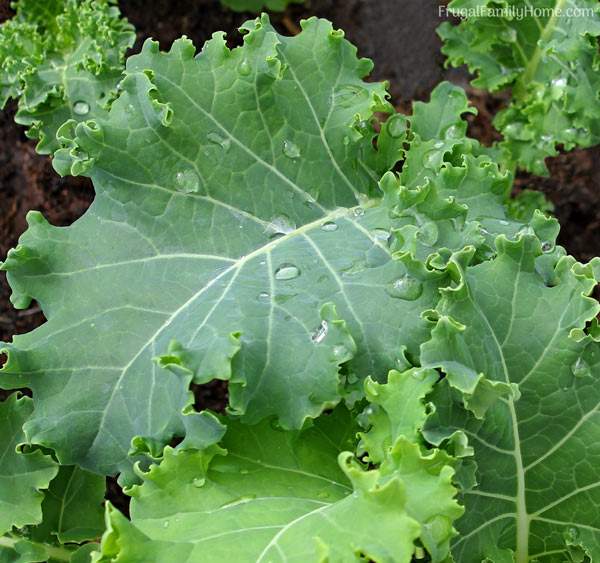 How To Harvest Kale Youtube