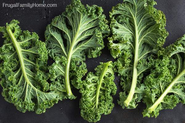 All the tips you’ll need to grow kale from seeds in containers or in your garden. Everything you’ll need to know from planting to preparing kale and every step in between.