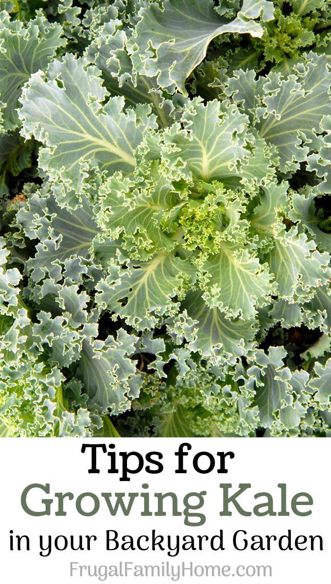 Tips for Growing Kale in Your Backyard Garden Frugal Family Home