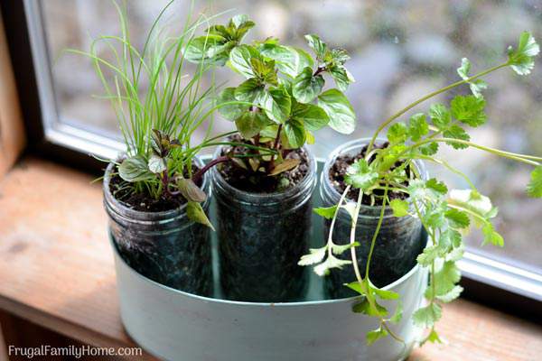 An easy DIY windowsill herb garden. This window sill herb garden is perfect to grow your herbs in your kitchen or apartment. There’s also ideas for pots to use instead of mason jars too.