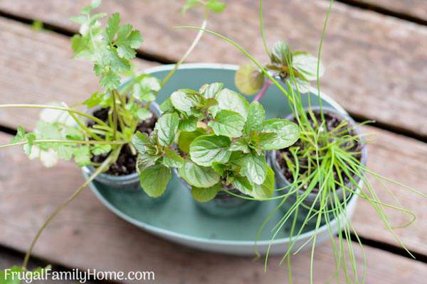 An easy DIY windowsill herb garden. This window sill herb garden is perfect to grow your herbs in your kitchen or apartment. There’s also ideas for pots to use instead of mason jars too.