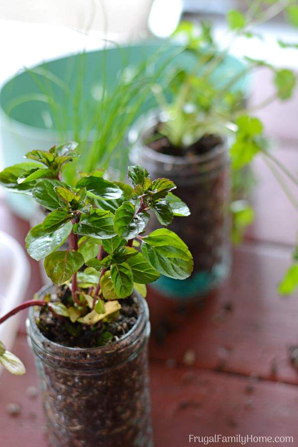 An easy DIY windowsill herb garden. This window sill herb garden is perfect to grow your herbs in your kitchen or apartment. There’s also ideas for pots to use instead of mason jars too.